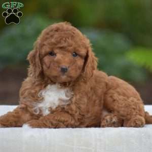 Kaspar, Miniature Poodle Puppy